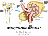Renoprotective Anesthesia .pptx